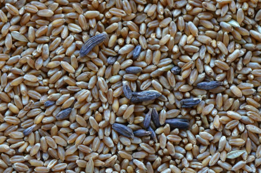 Как повысить точность распределения зерна при помощи зернометателей